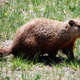 Illustration for article titled Five Winter Predictors That Are Even Dumber Than a Groundhog